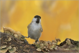 <p>SÝKORA LUŽNÍ (Parus montanus) --- /Willow tit - Weidenmeiase/</p>